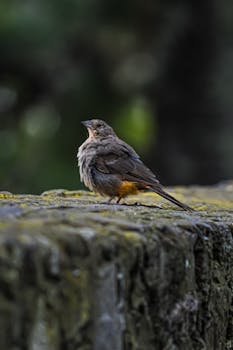 Capture of a bird perched on a mossy stone wall in a natural setting, highlighting its feathers.