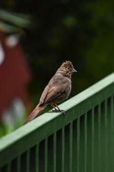 A brown bird standing on a green fence with a blurred natural background, showcasing wildlife beauty.