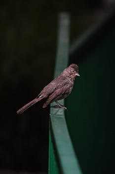 Close-up photo of a bird perched on a green railing against a dark background, perfect for nature-inspired designs.