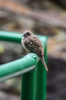 A fluffy dove perched on a green metal railing, captured in a natural outdoor setting.