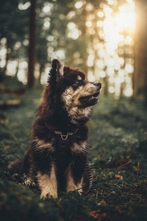 Ein Haustier Hund In Einem Wald