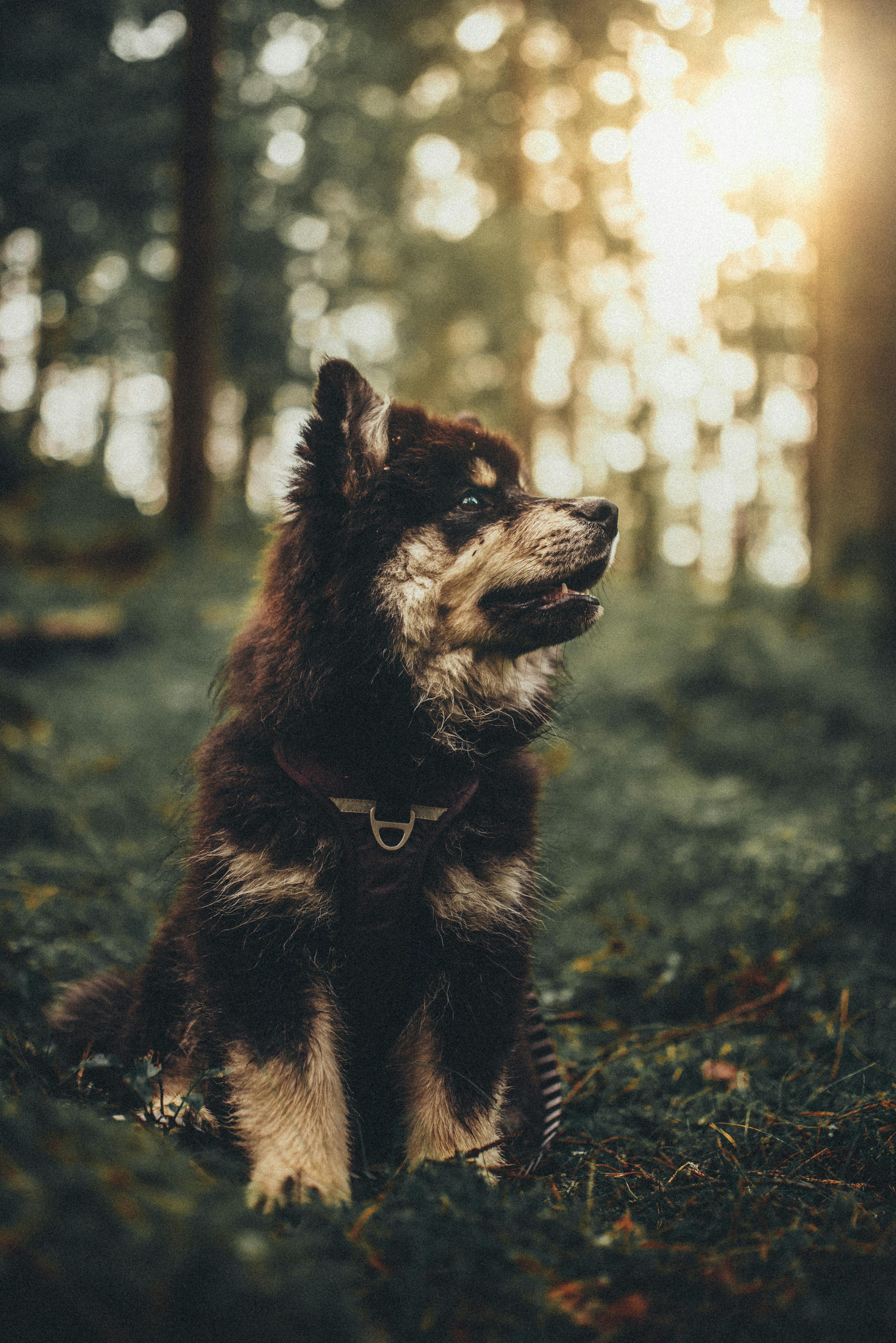 Free A Pet Dog In A Forest Stock Photo