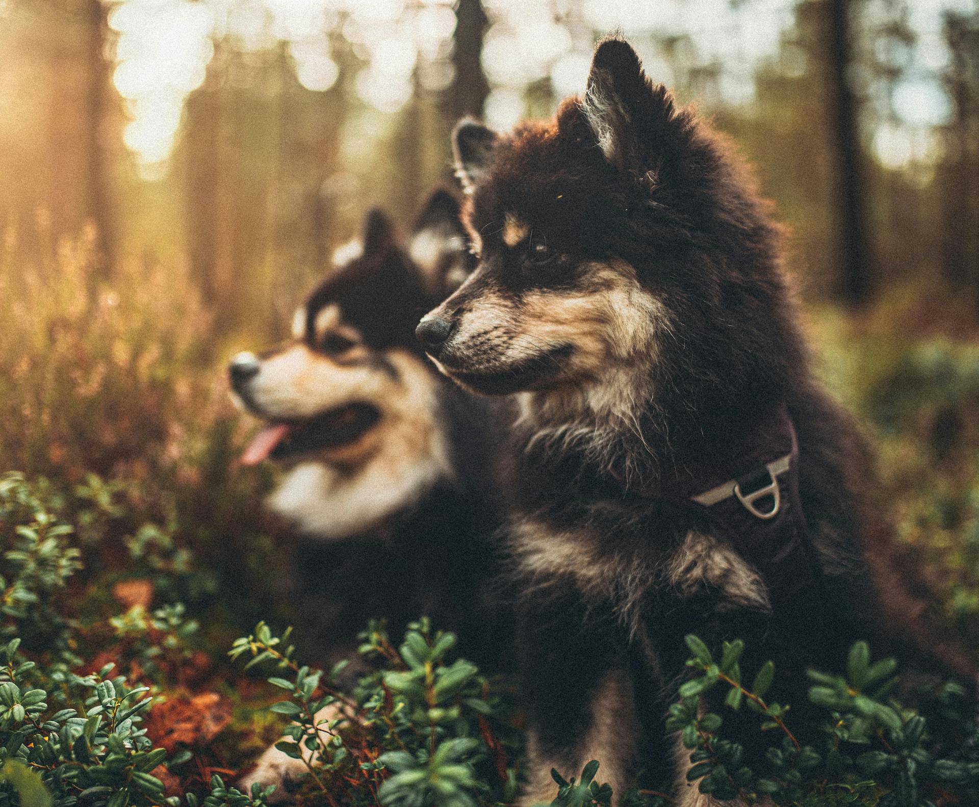 Puppies On A Forest Ground