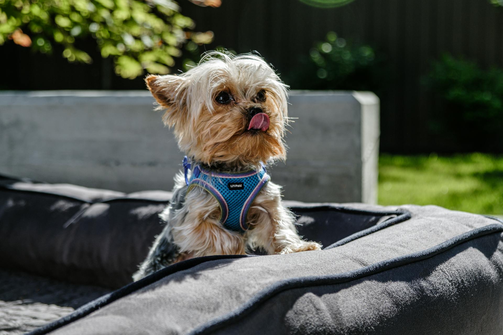 Yorkie finner bekvämlighet i hundsängen i en vacker bakgård