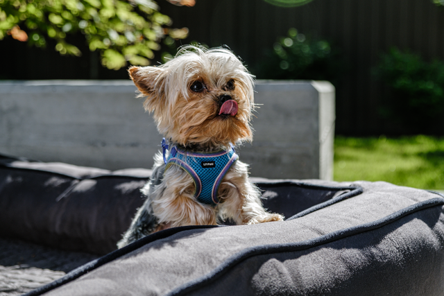 Caring for Your Brown Yorkie Terrier: A Comprehensive Guide