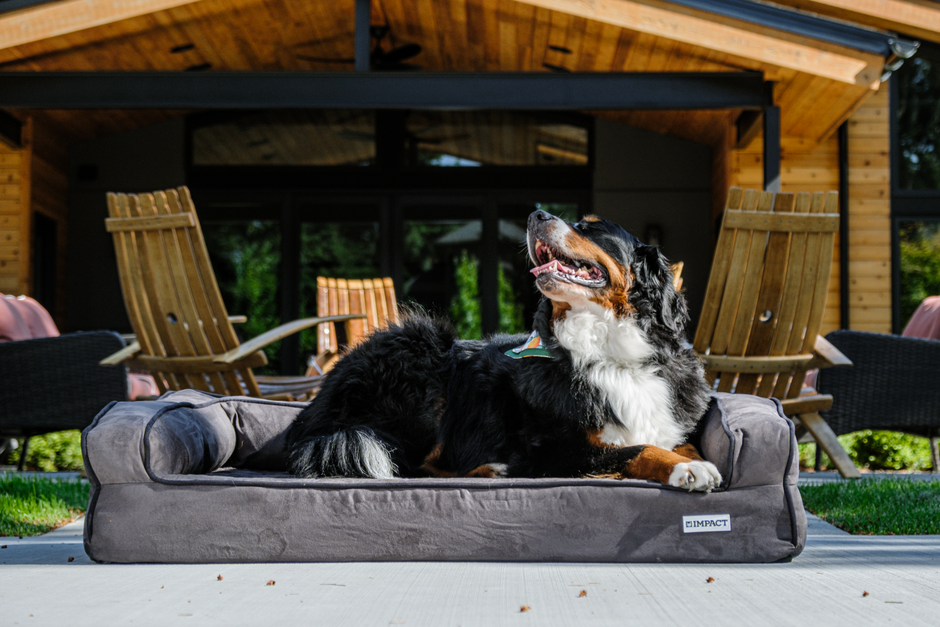 Best Orthopedic Dog Bed: Senior & Puppy Joint Support Guide