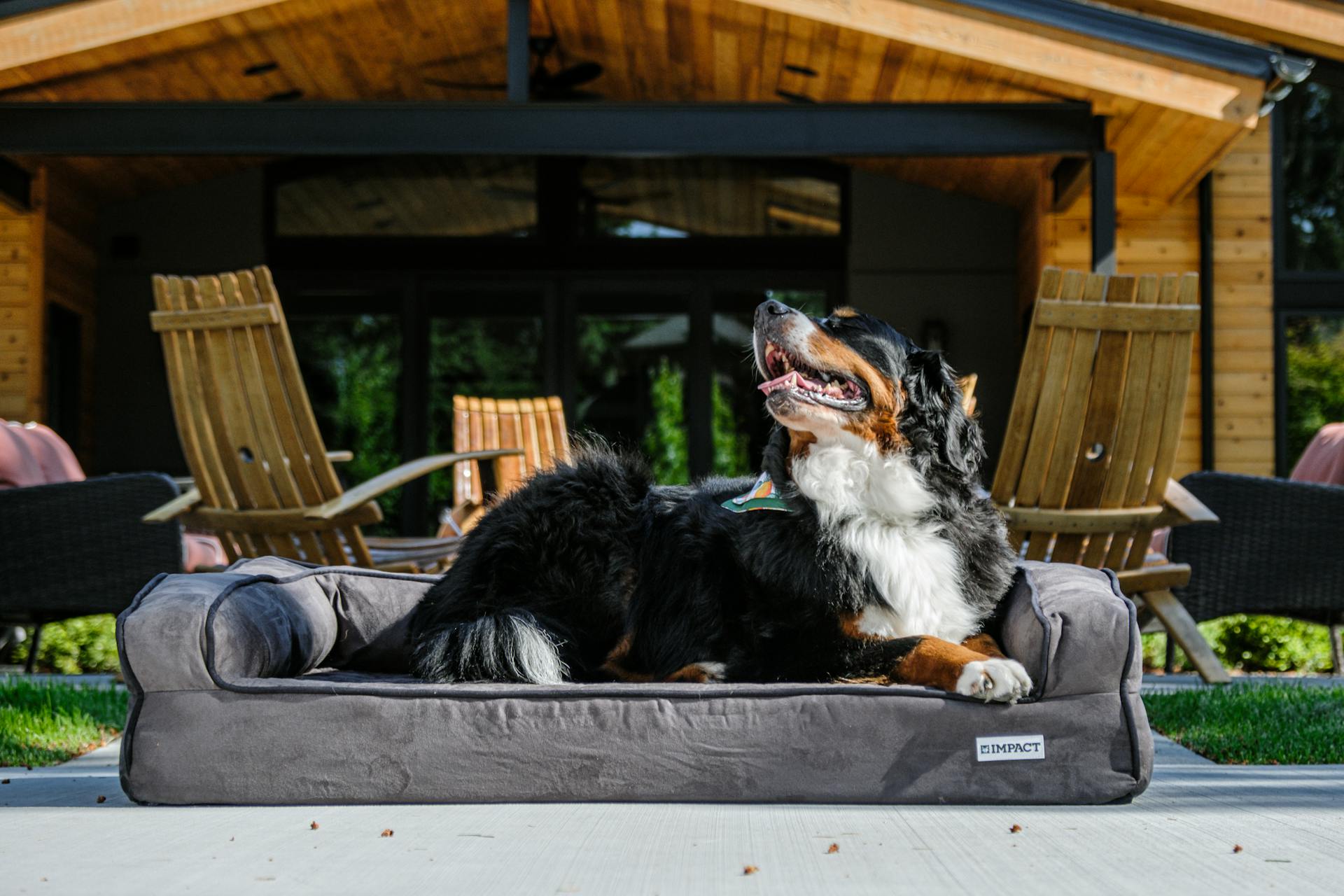 The Ultimate Impact Dog Bed for Burmese Mountain Dogs: A Happy Owner's Secret