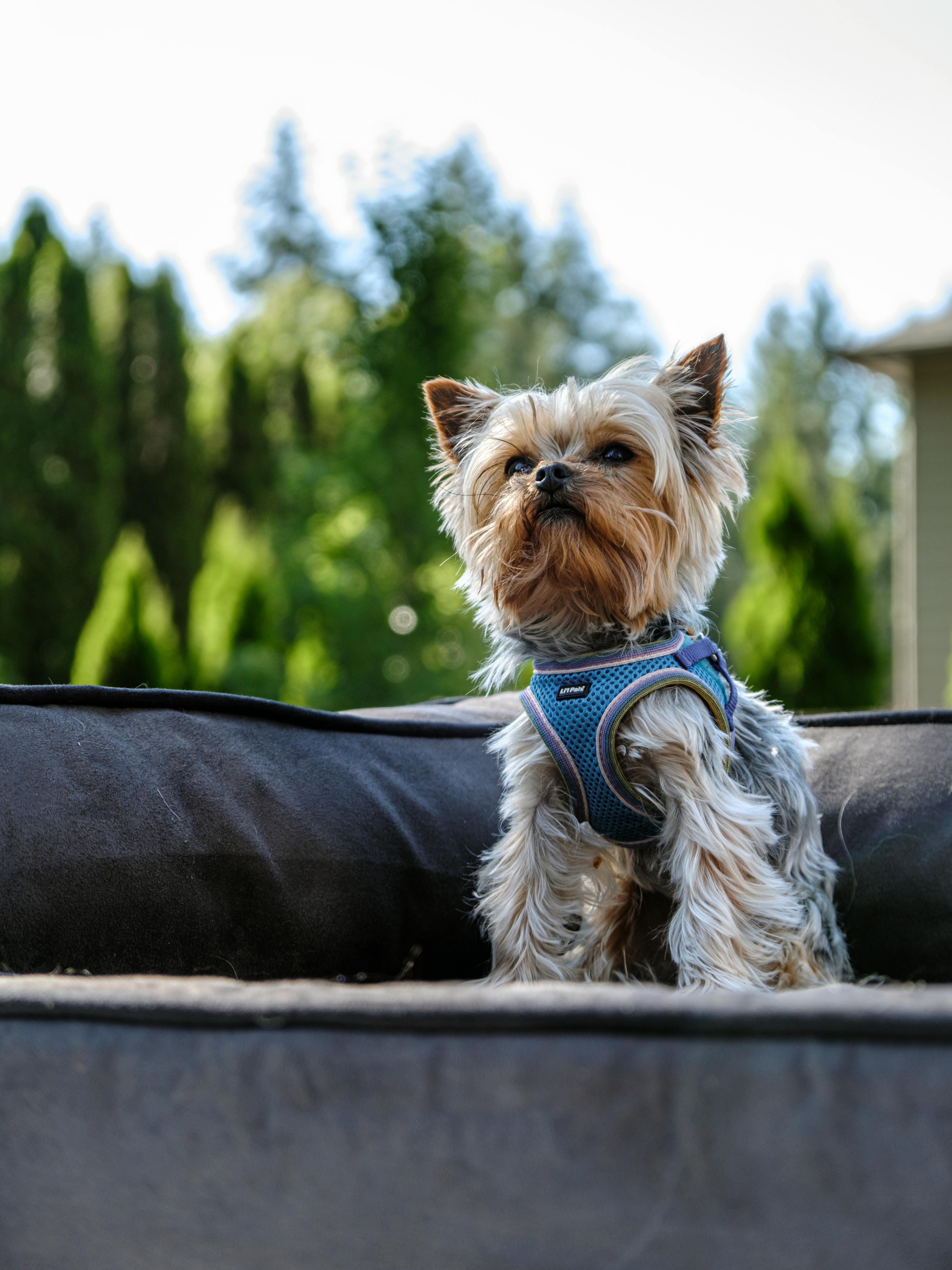 Stay Protected with High-Visibility Coats for Working Dogs