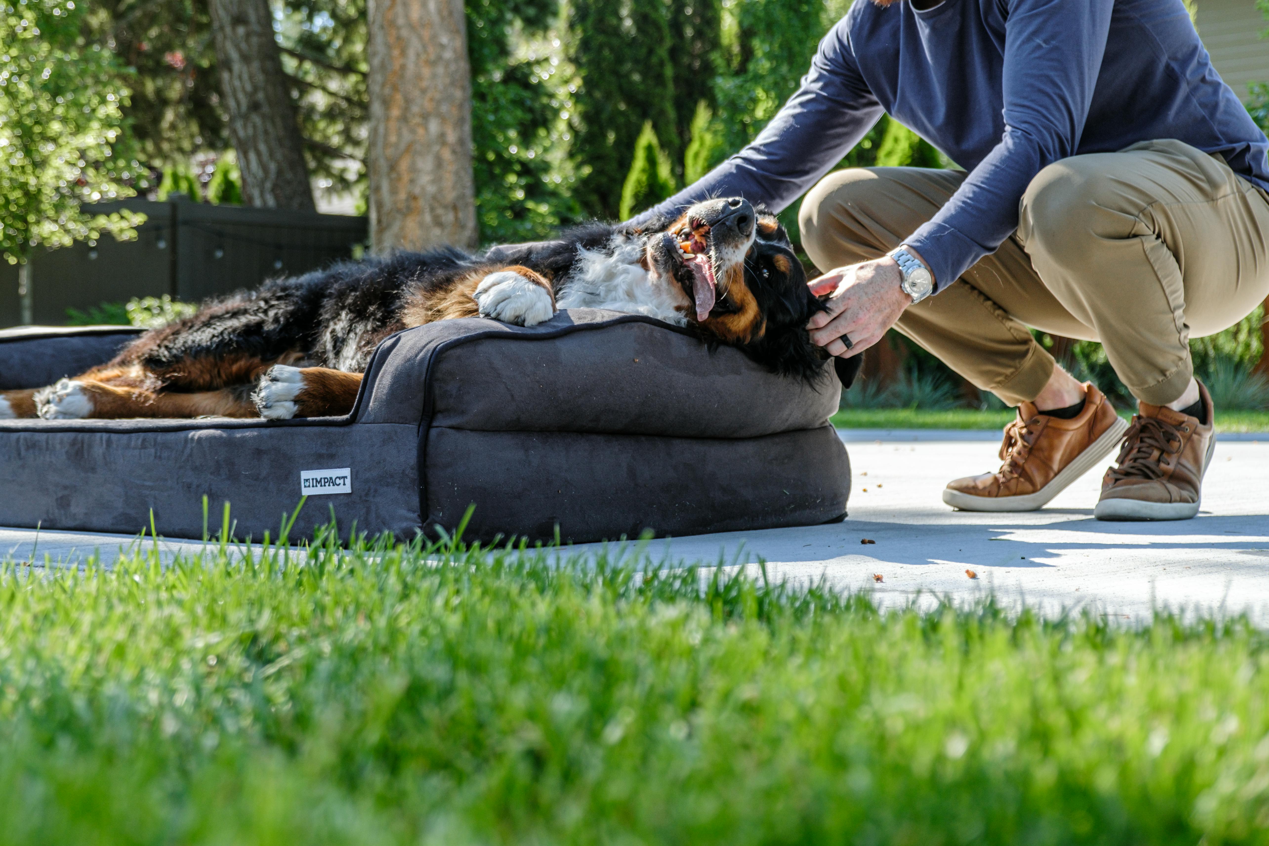 Impact Dog Crates Impact Dog Bed: Perfect Comfort for Your Large Breed Burmese Mountain Dog