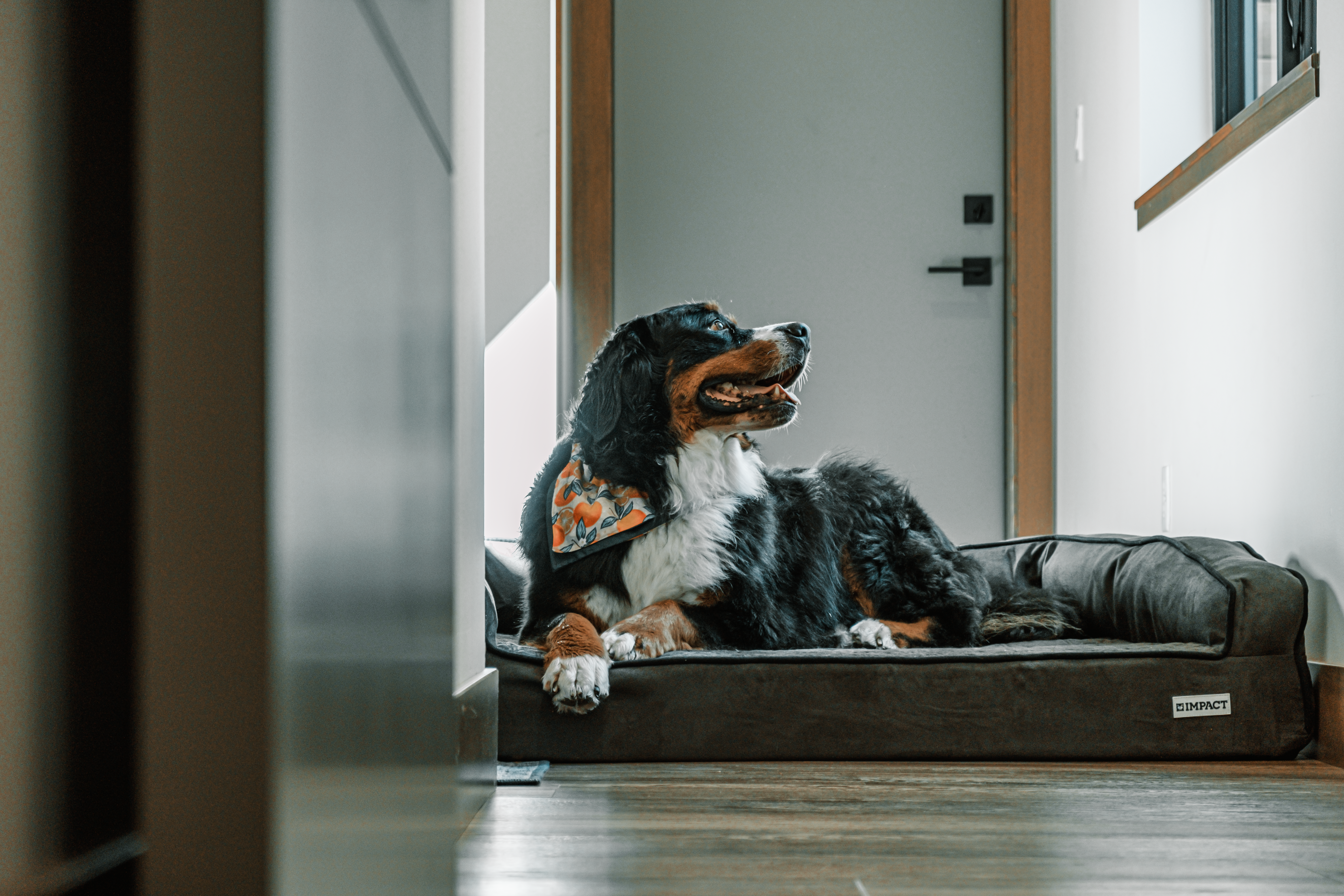 10 Essential Care Tips for Your Senior Pets