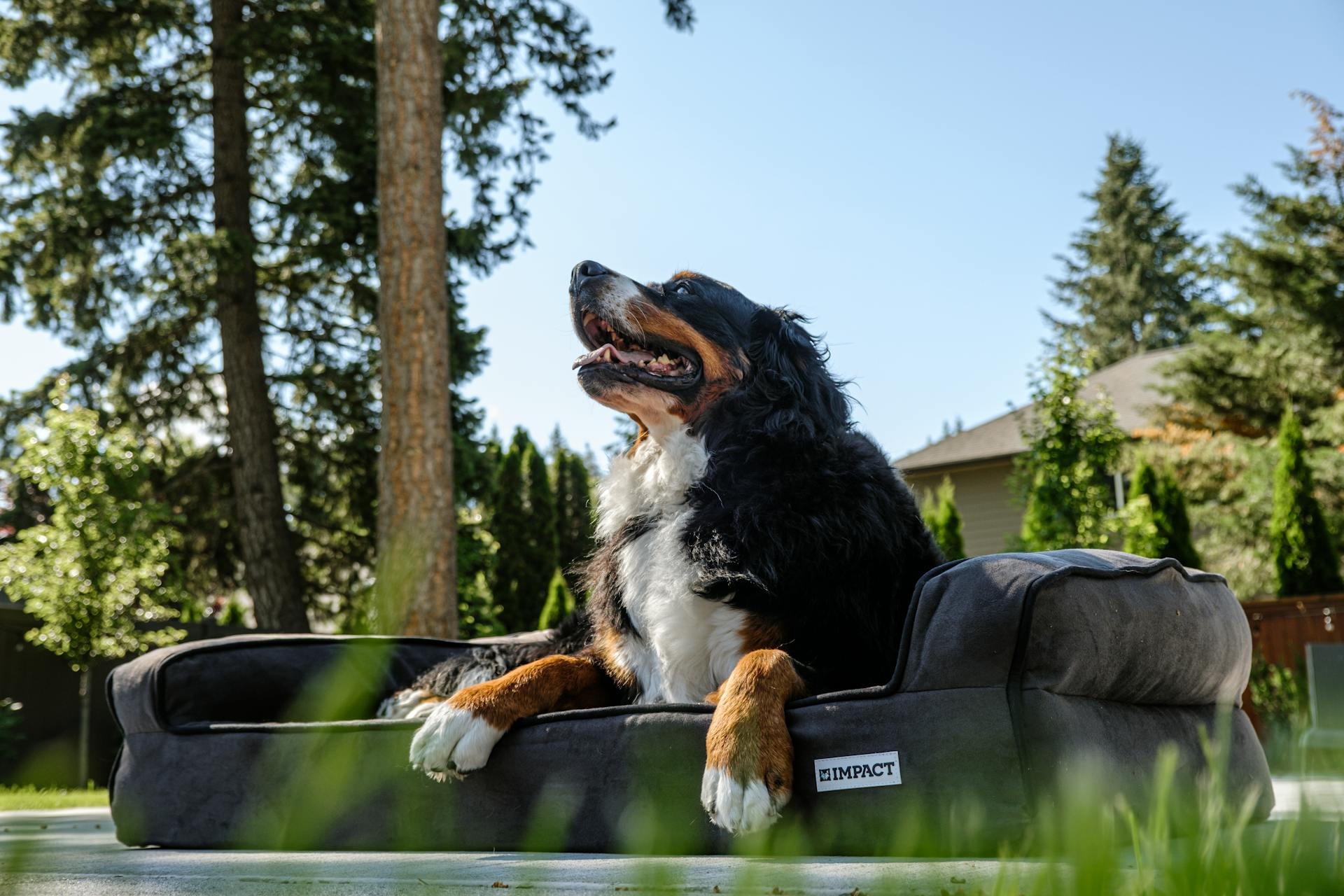 How Impact Dog Crates' Dog Bed Supports Your Burmese Mountain Dog’s Health