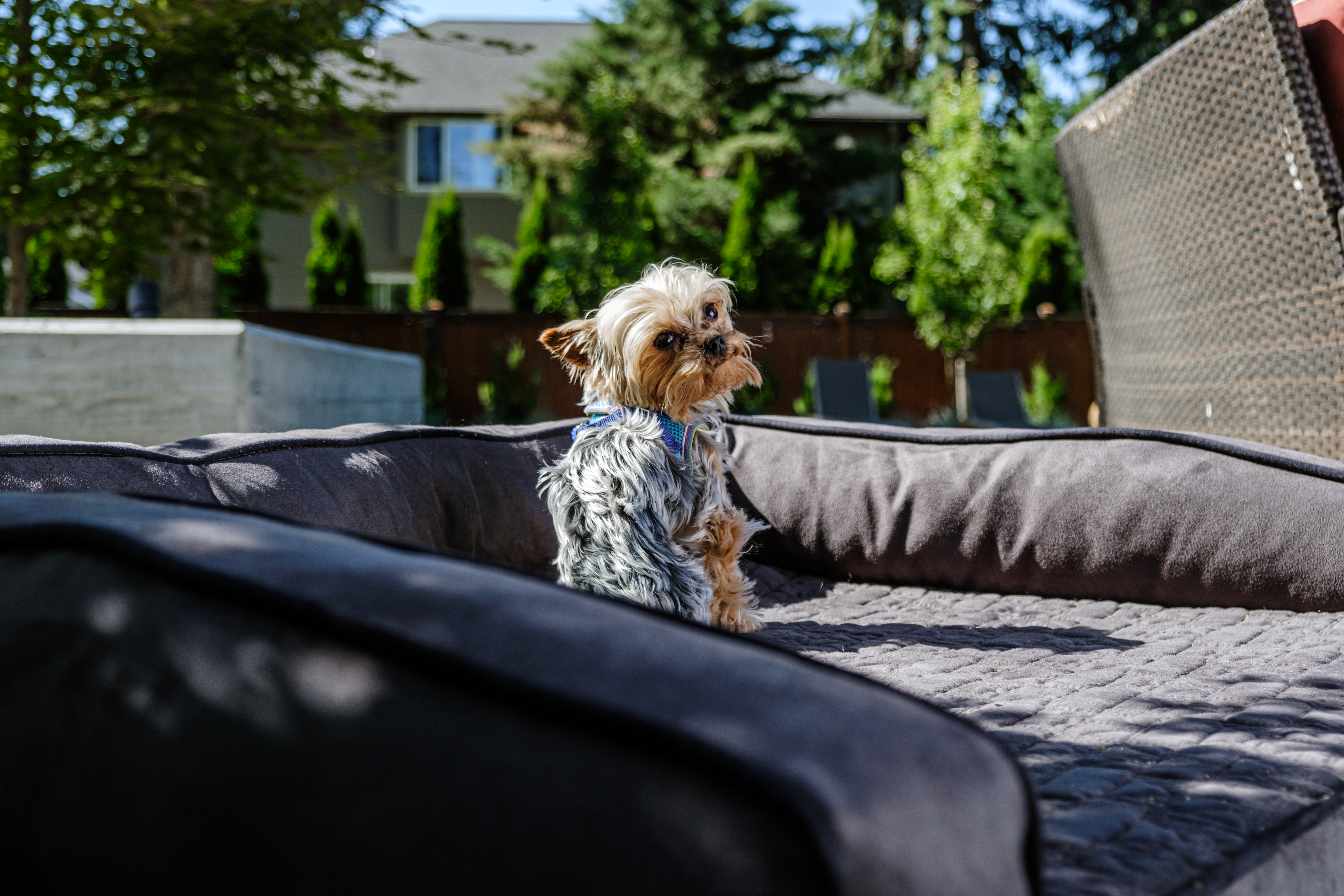 Walmart is selling a 'sturdy' L-shaped gaming desk for just $76 right now — Photo by Impact Dog Crates on Pexels