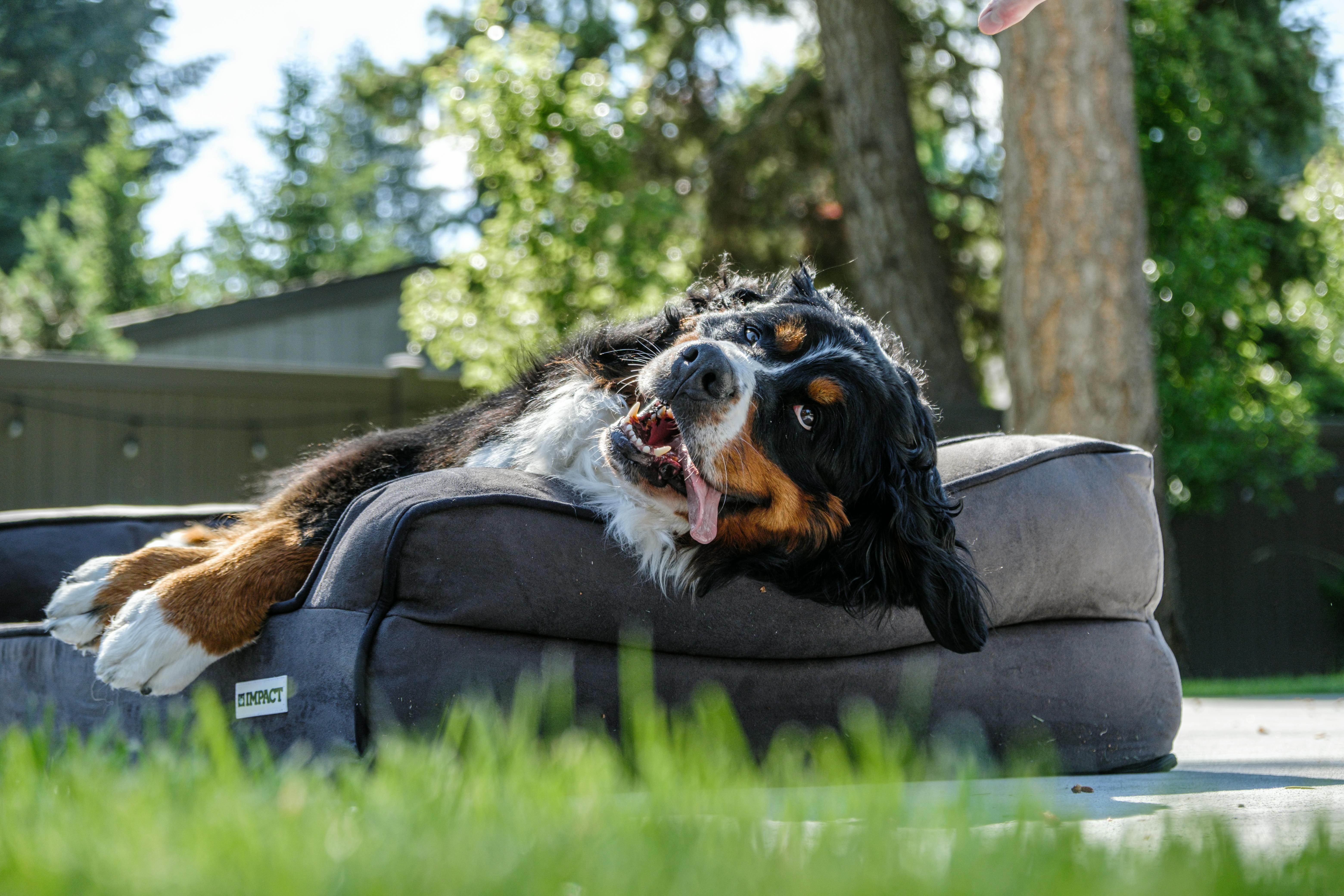 Stay Protected with High-Visibility Coats for Working Dogs