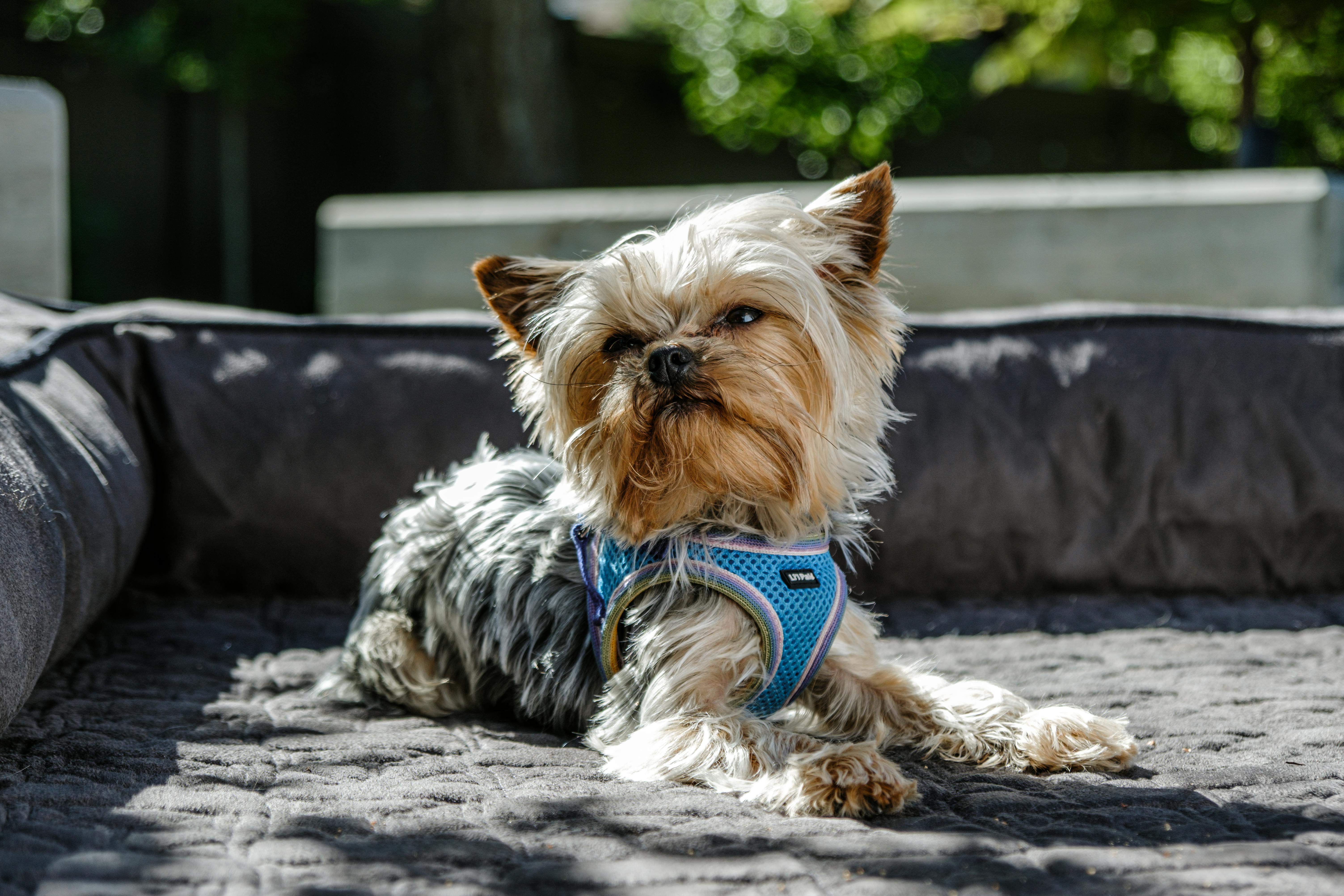 yorkshire terrier relaxing in sunny backyard