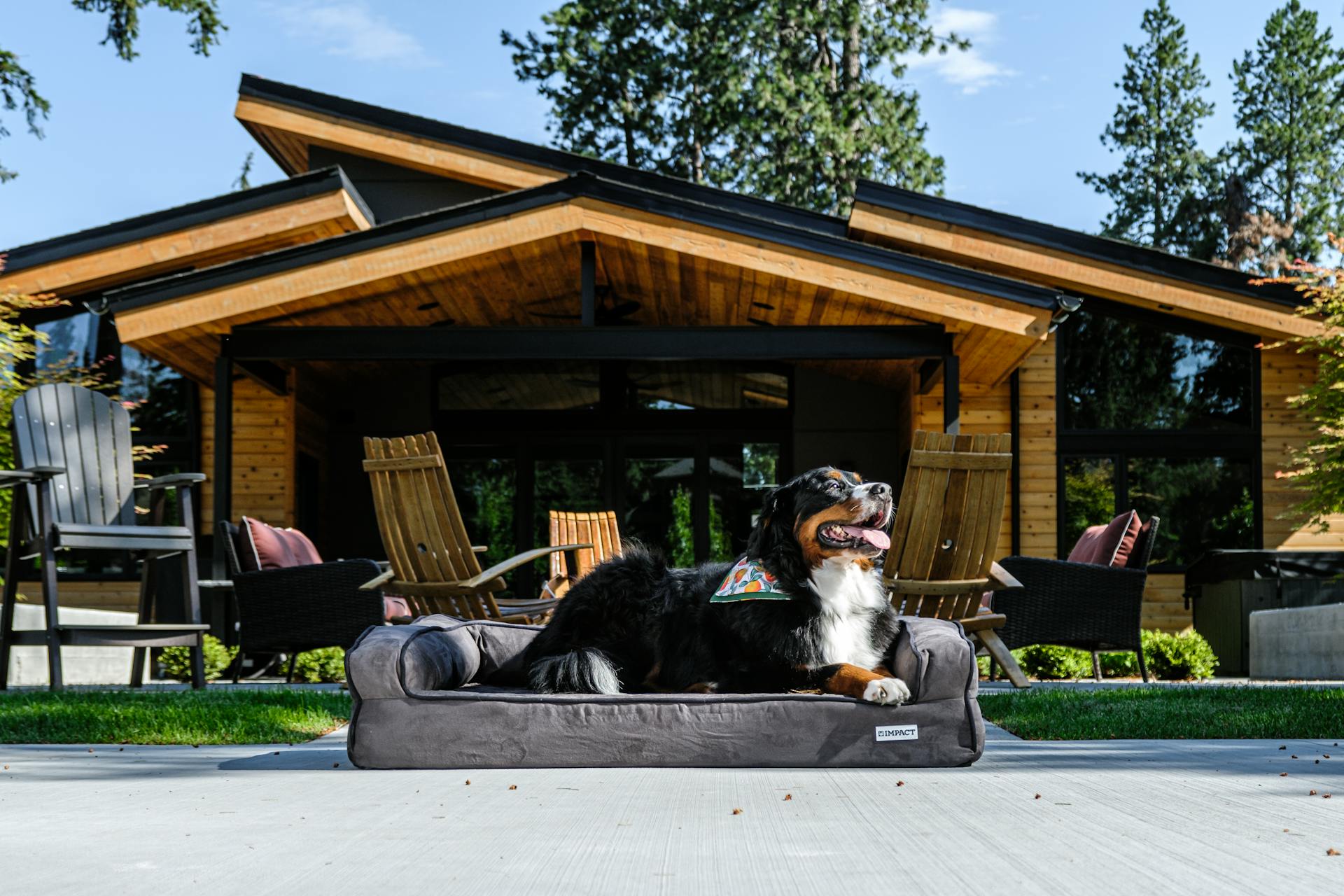 Why This Handsome Dog Owner Chooses Impact Dog Beds for His Burmese Mountain Dog