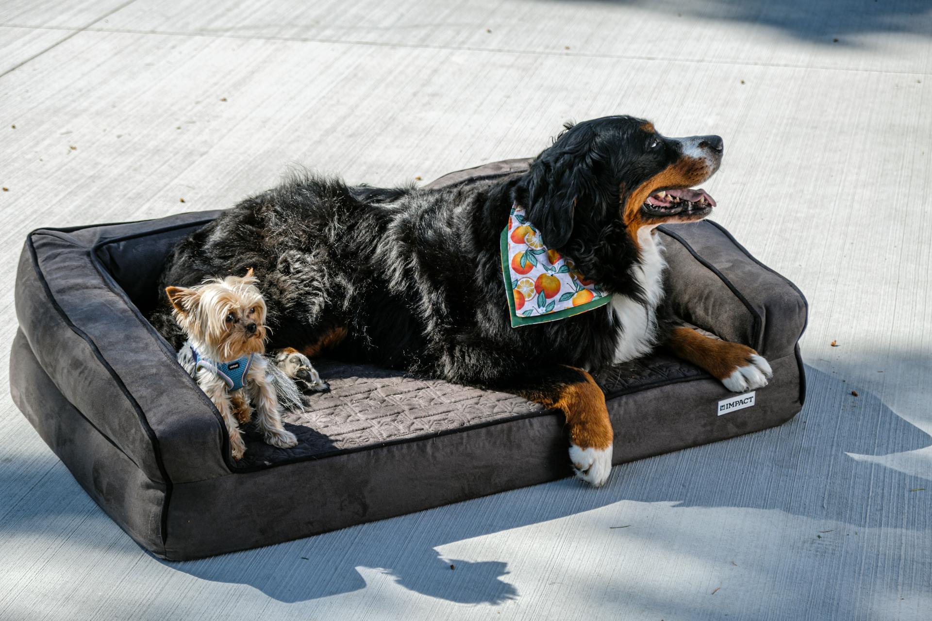 Impact Dog Bed for Burmese Mountain Dogs: Tested and Approved by Happy Owners