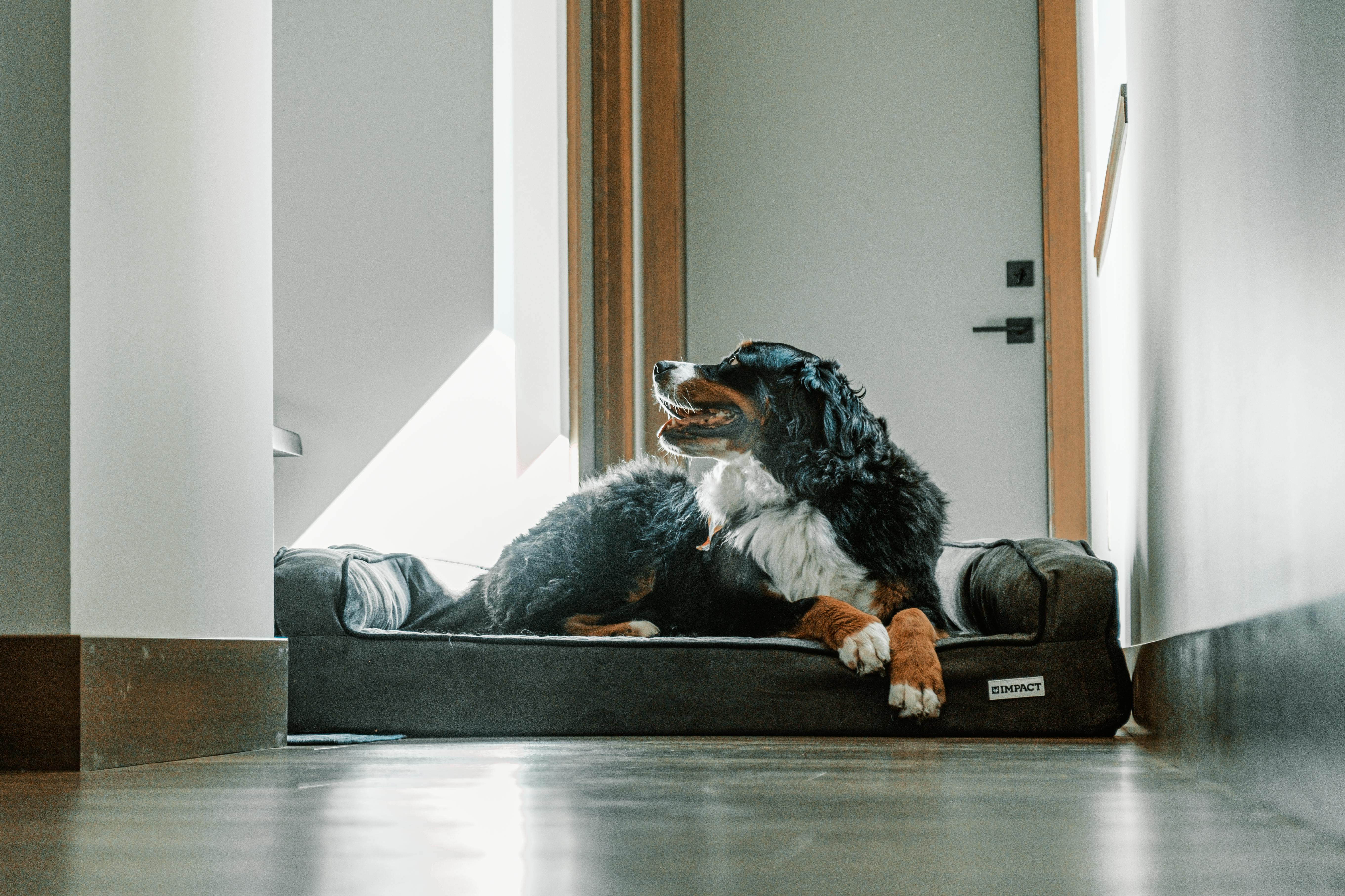 pet lifestyle brands — Photo by Impact Dog Crates on Pexels