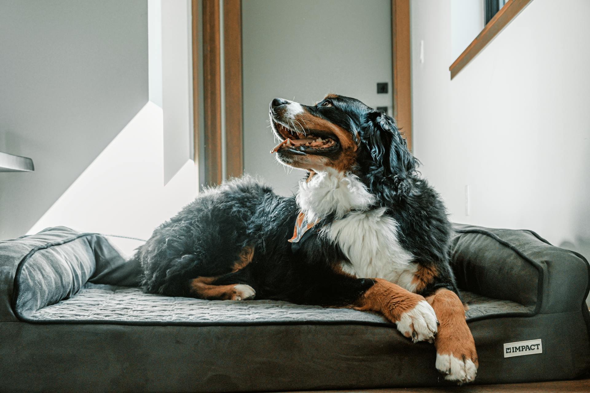 Happy Bernese Mountain Dog relaxing on a comfortable dog bed indoors with sunlight streaming in.