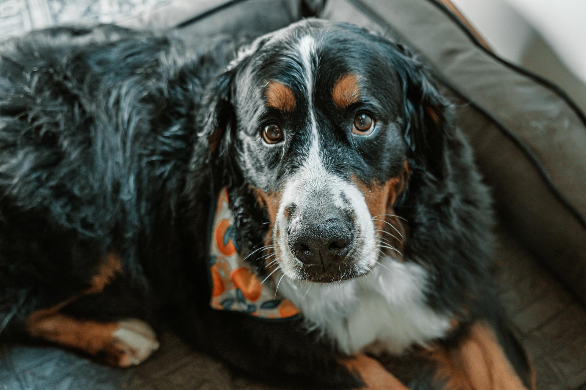 Adorable Bernese Mountain Dog resting on a comfortable bed indoors.