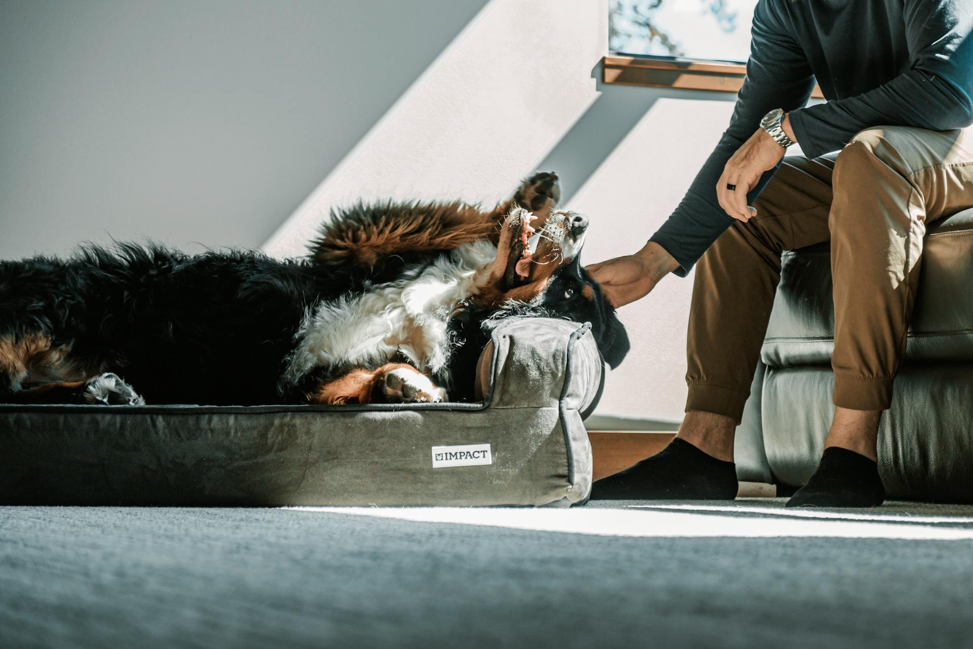 Un Bernois de montagne se détend sur un lit pour animaux de compagnie dans un cadre intérieur chic, appréciant un animal de compagnie doux d'une personne.