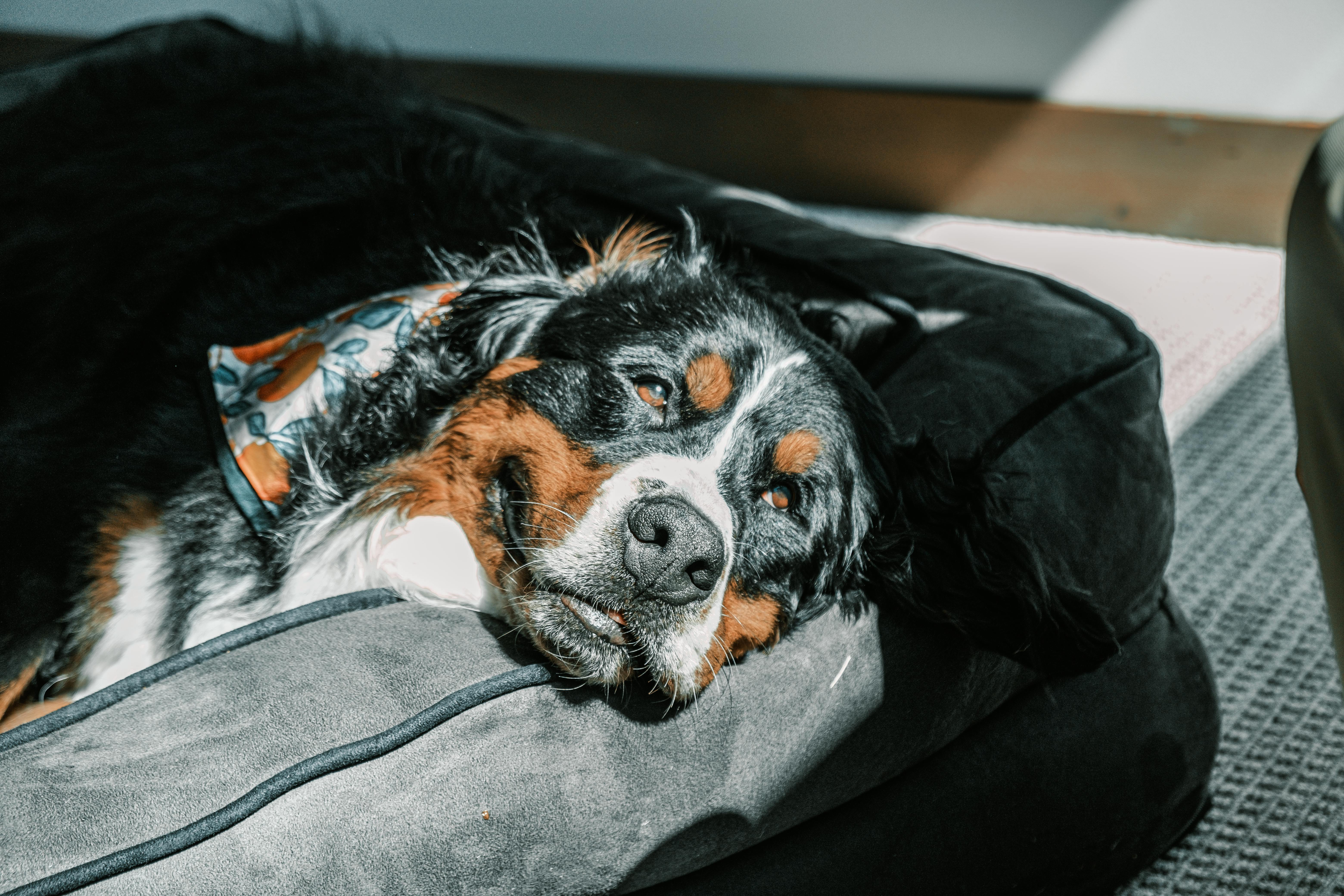 relaxing bernese mountain dog on a cozy bed