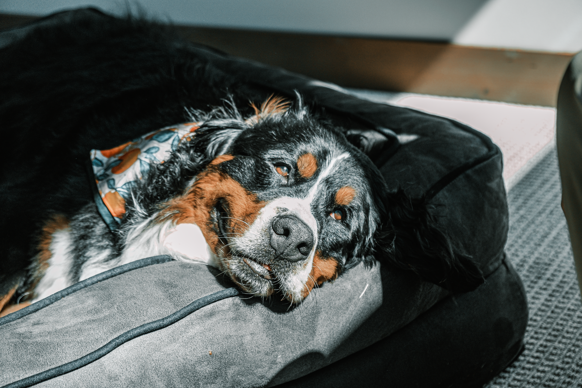 Senior dog resting comfortably on a soft dog bed