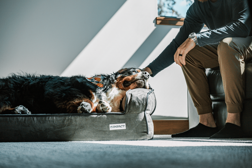 Large senior dog resting comfortably on orthopedic dog bed indoors — home modifications for senior dogs with mobility problems