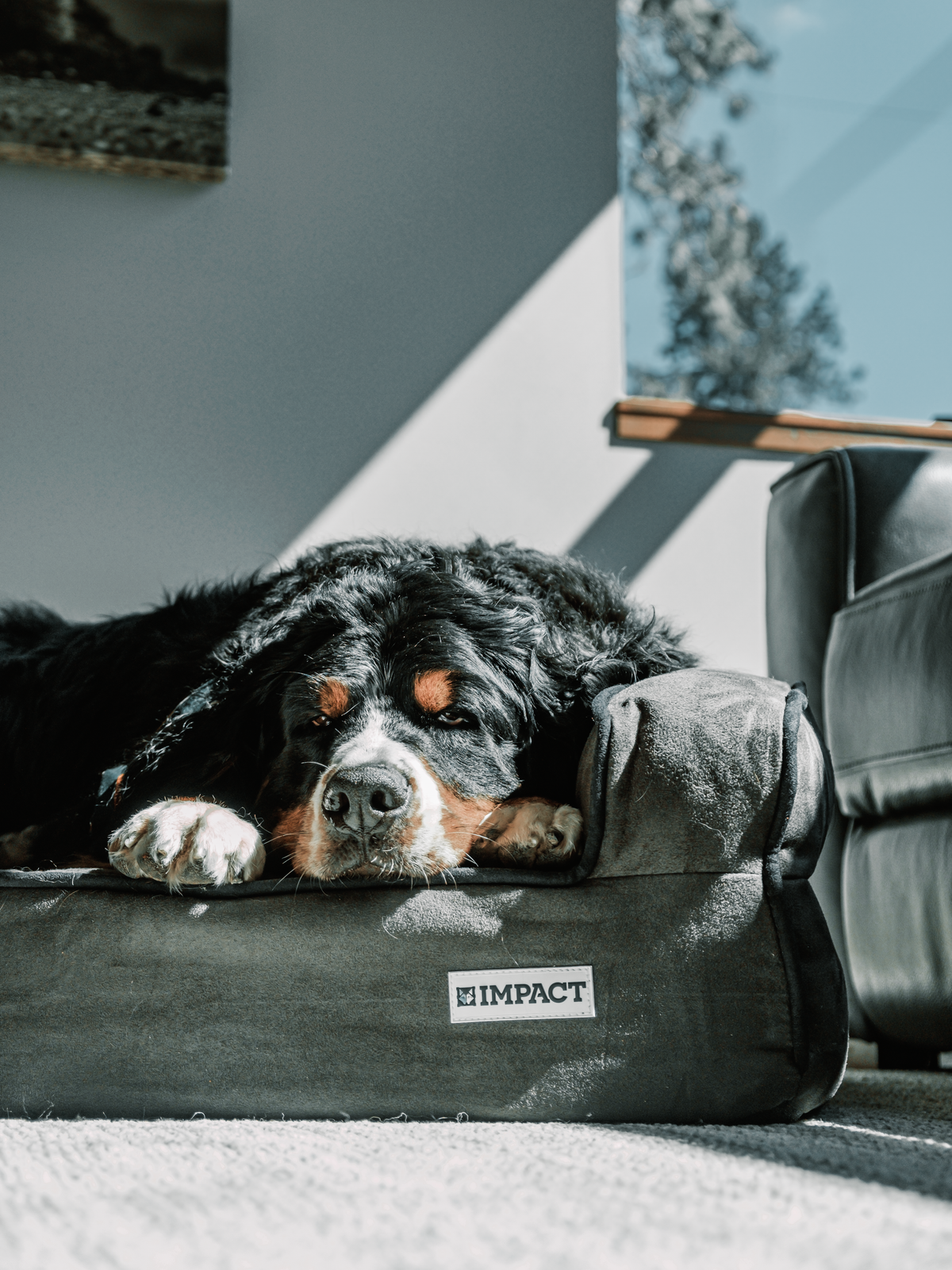 Large Bernese Mountain Dog relaxing comfortably on a dog bed