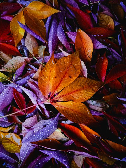 Free Colorful fall leaves with dew drops, showcasing a vivid autumnal palette and texture. Stock Photo