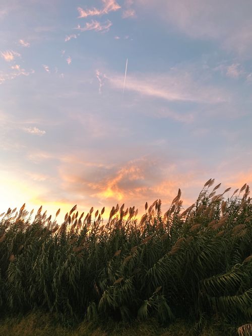 Free Beautiful sunset over a field of tall grasses creating a serene nature scene. Stock Photo