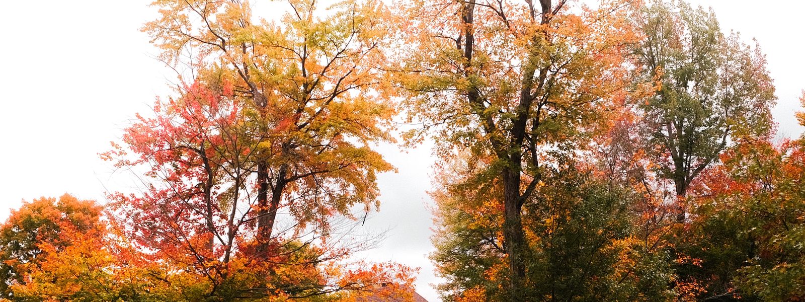 Suburban house surrounded by autumn trees
