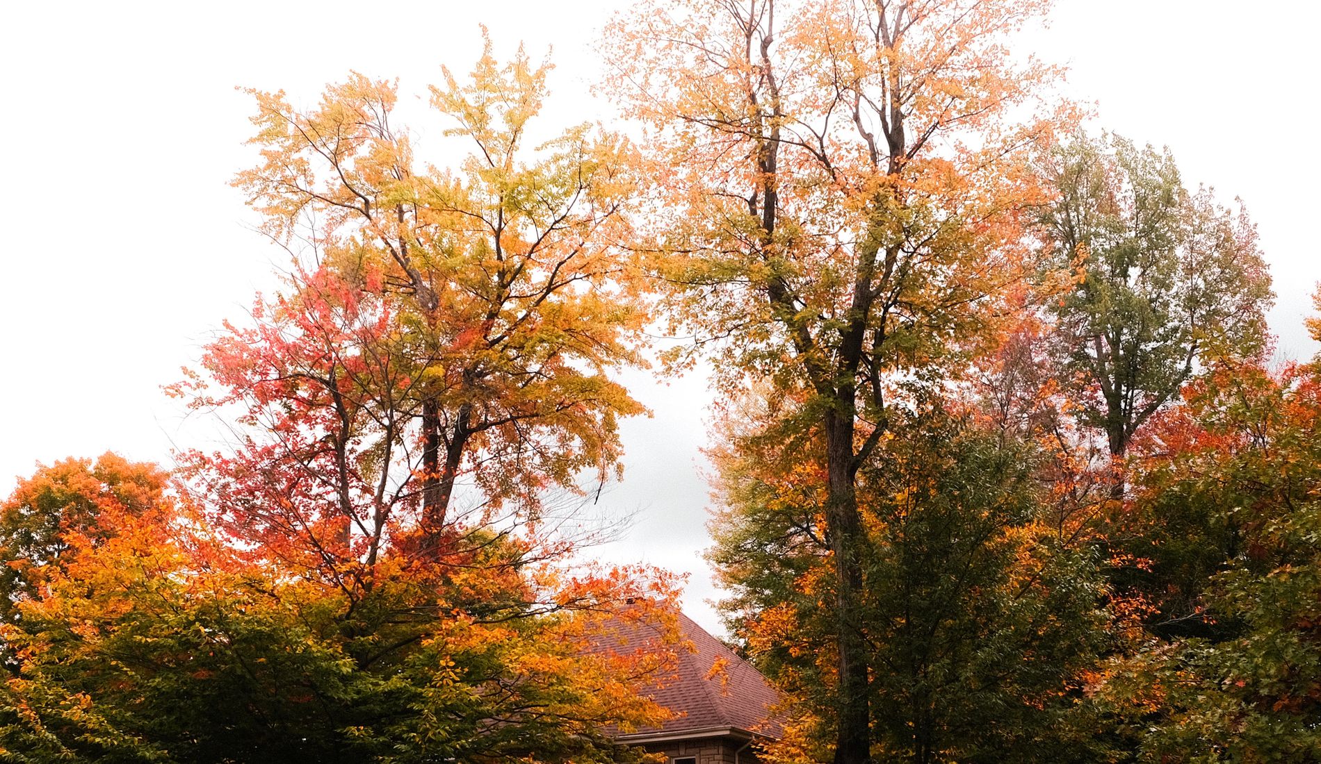 Suburban house surrounded by autumn trees
