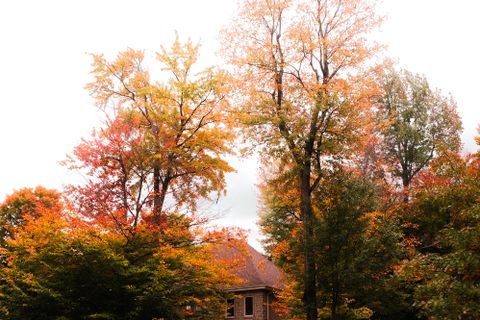 Suburban house surrounded by autumn trees