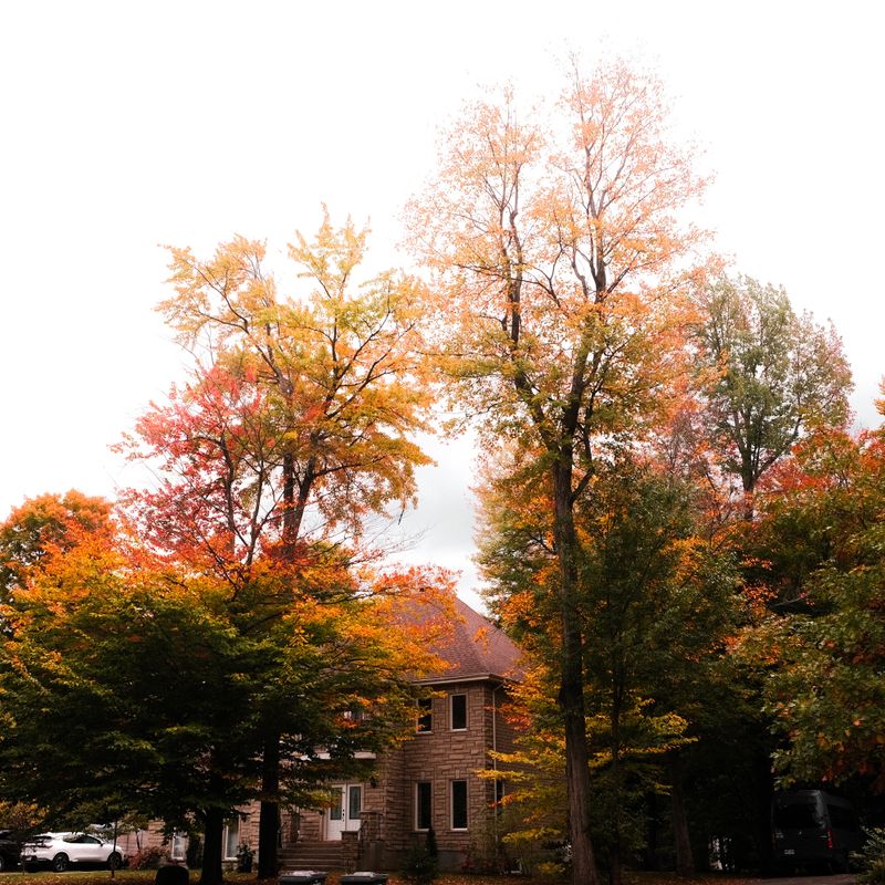 Newton / Woburn suburbs