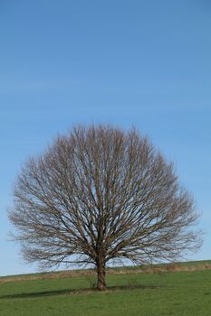 A solitary leafless tree stands against a clear blue sky in an open green field.