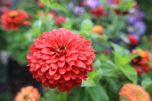 Free Close-up of a bright red Zinnia flower with a soft focus garden background. Stock Photo