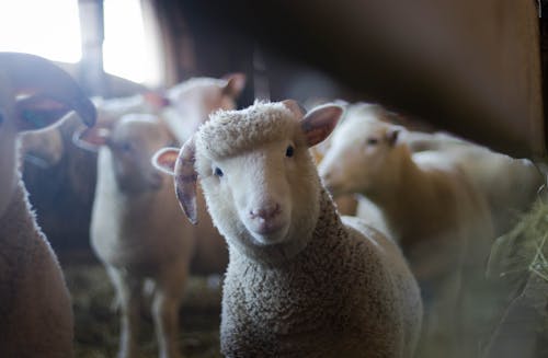 Free Sheep Stock Photo