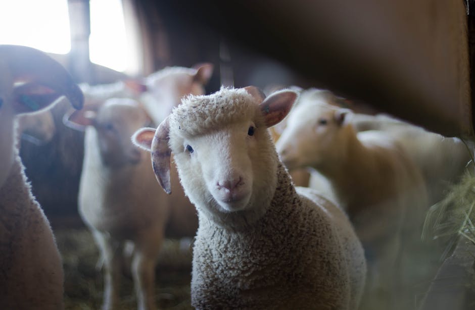 agriculture, animals, baby, Idaho