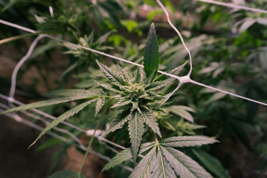 Detailed view of a cannabis plant flowering in an indoor greenhouse.