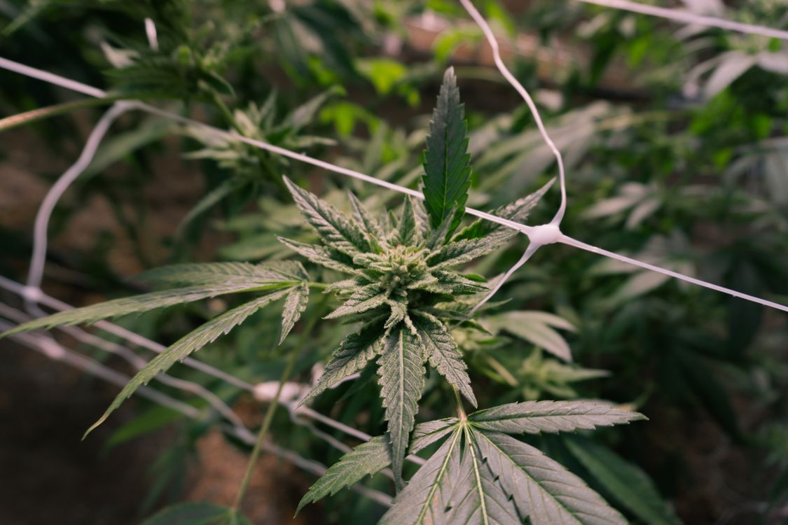 Flor de cannabis en invernadero profesional de cultivo medicinal