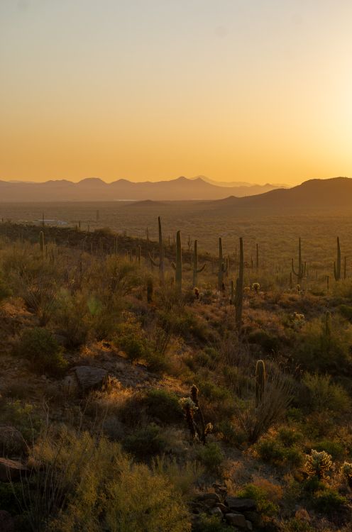 Sunset Over Desert Landscape with Cacti · Free Stock Photo