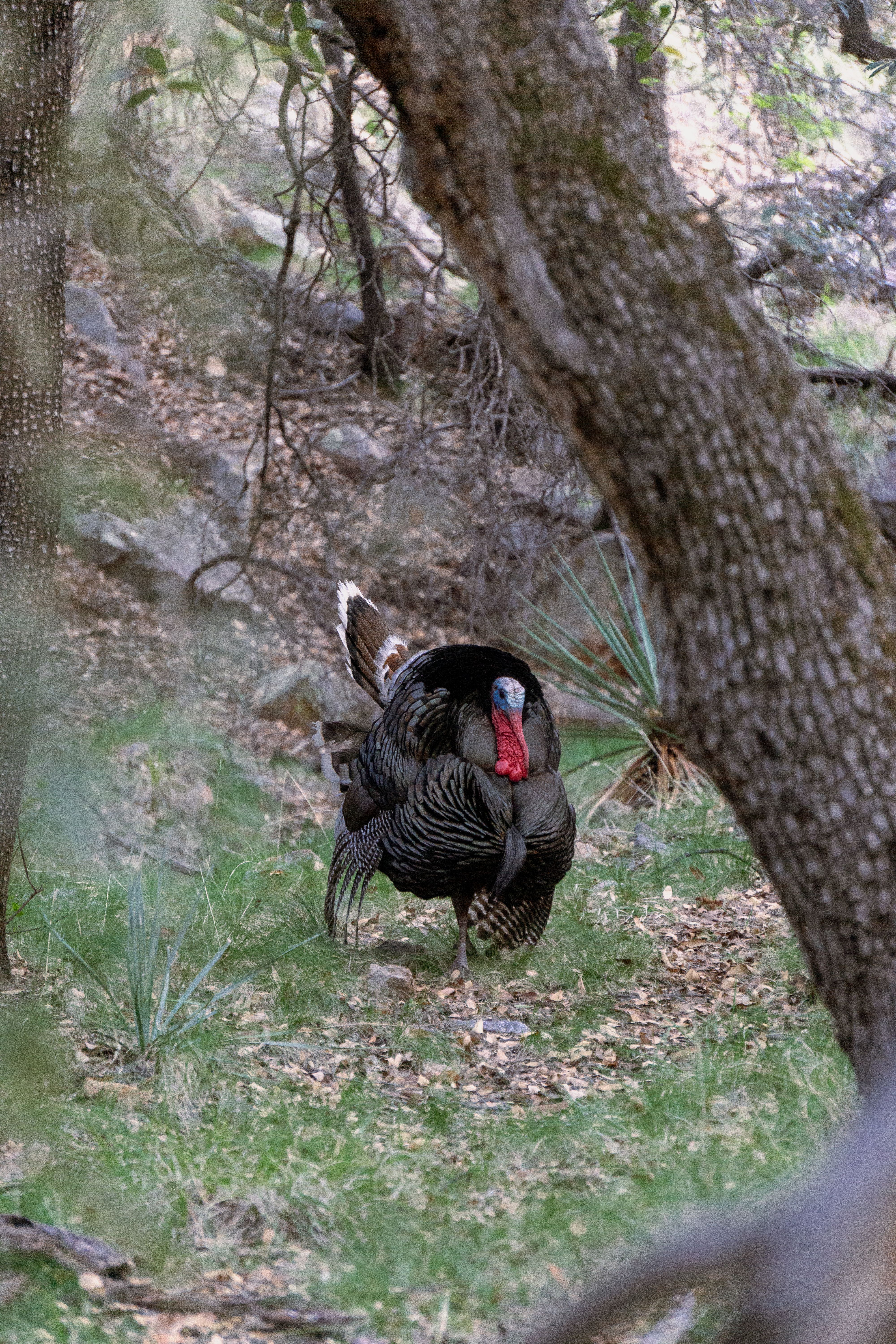 Wild turkey displaying in forest, showcasing vibrant plumage during mating season.