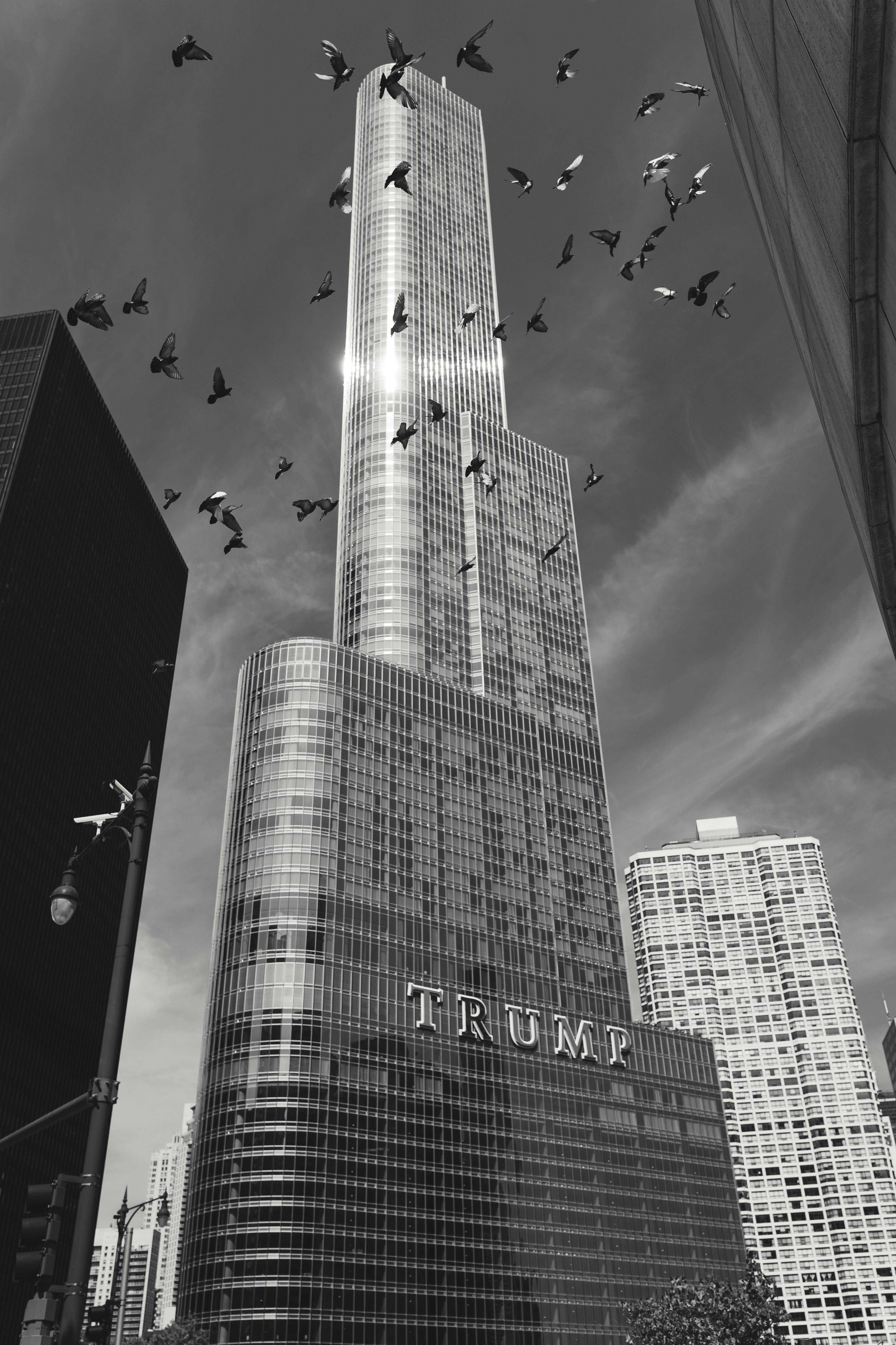 chicago urban skyline with skyscraper and birds