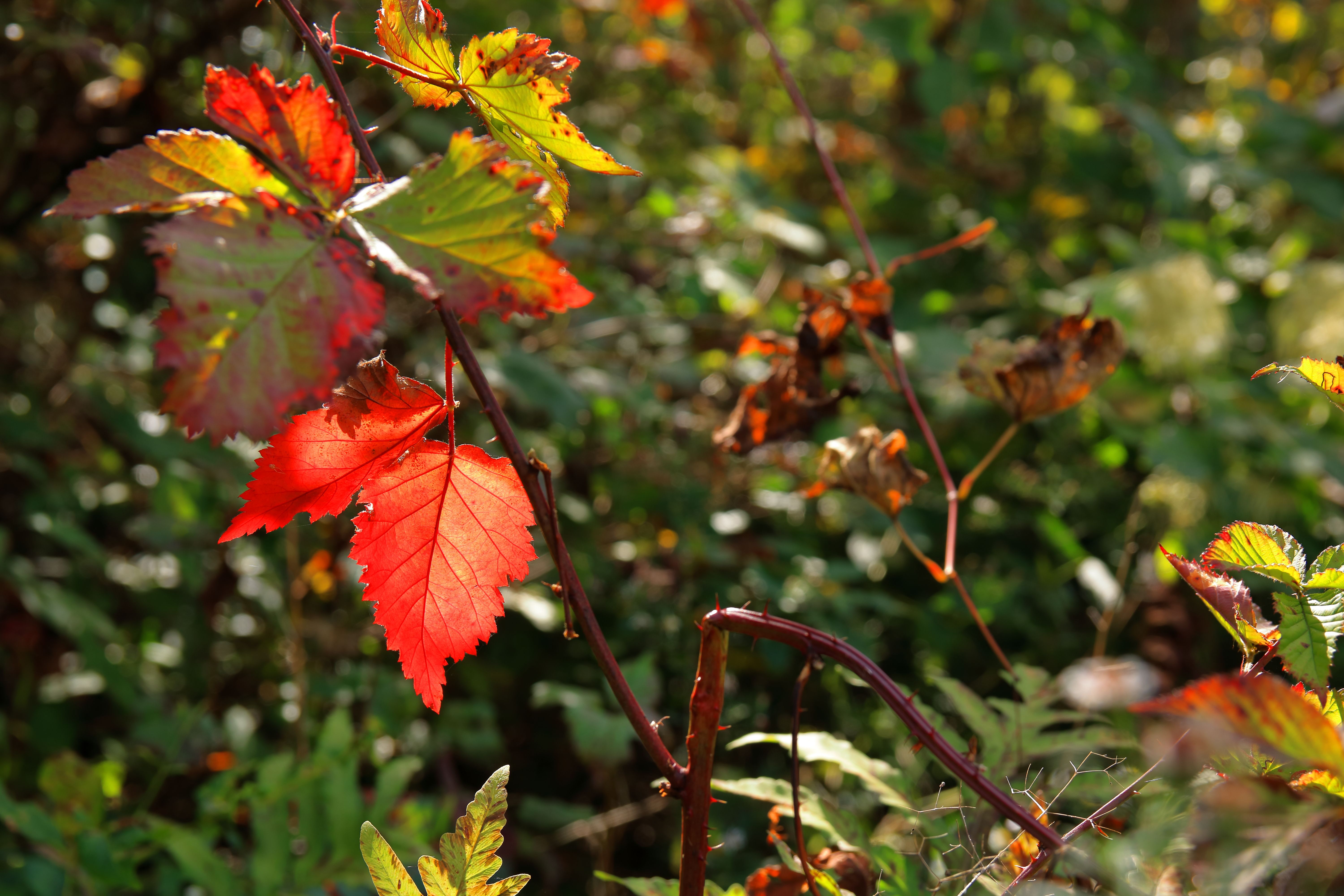 Vibrant Red Autumn Leaf in Sunlit Forest · Free Stock Photo