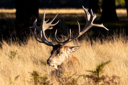 Free A red deer with impressive antlers rests in golden grass, captured in natural sunlight. Stock Photo