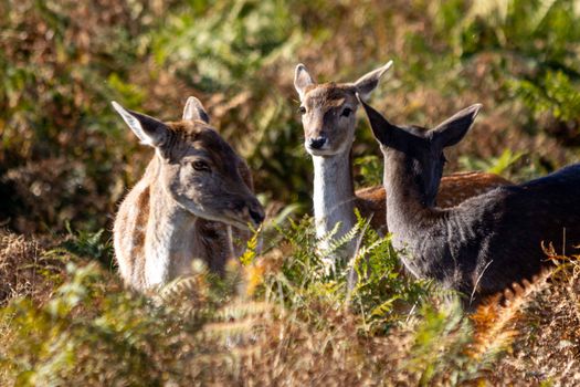 Three deer in a forest, surrounded by green ferns, during a sunny day.