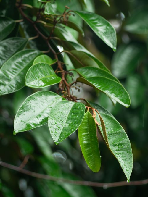 Free Vibrant close-up of green leaves with water droplets, showcasing nature's beauty. Stock Photo