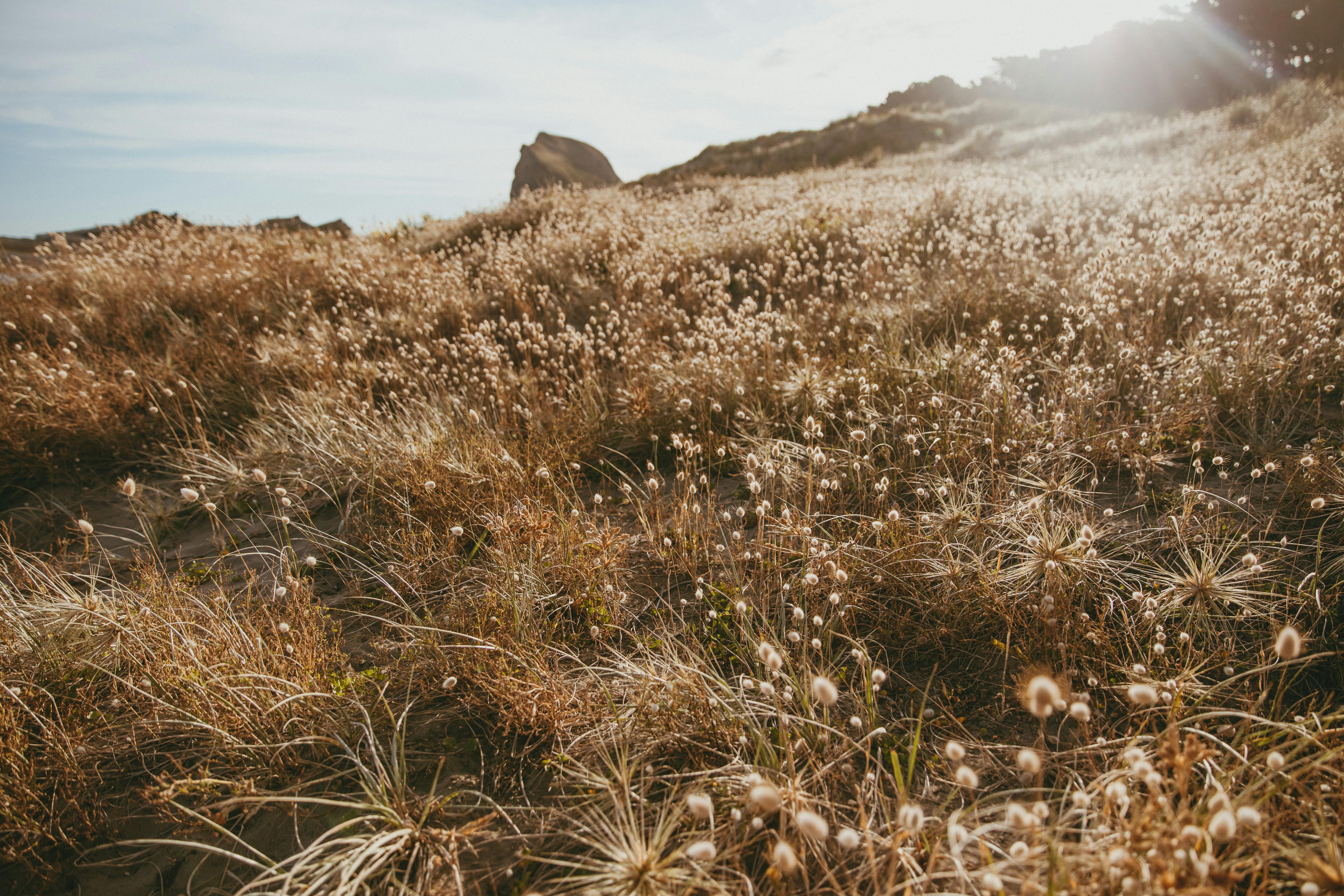 Sunlit golden grass field at Castlepoint Beach, New Zealand offering warm, natural beauty.