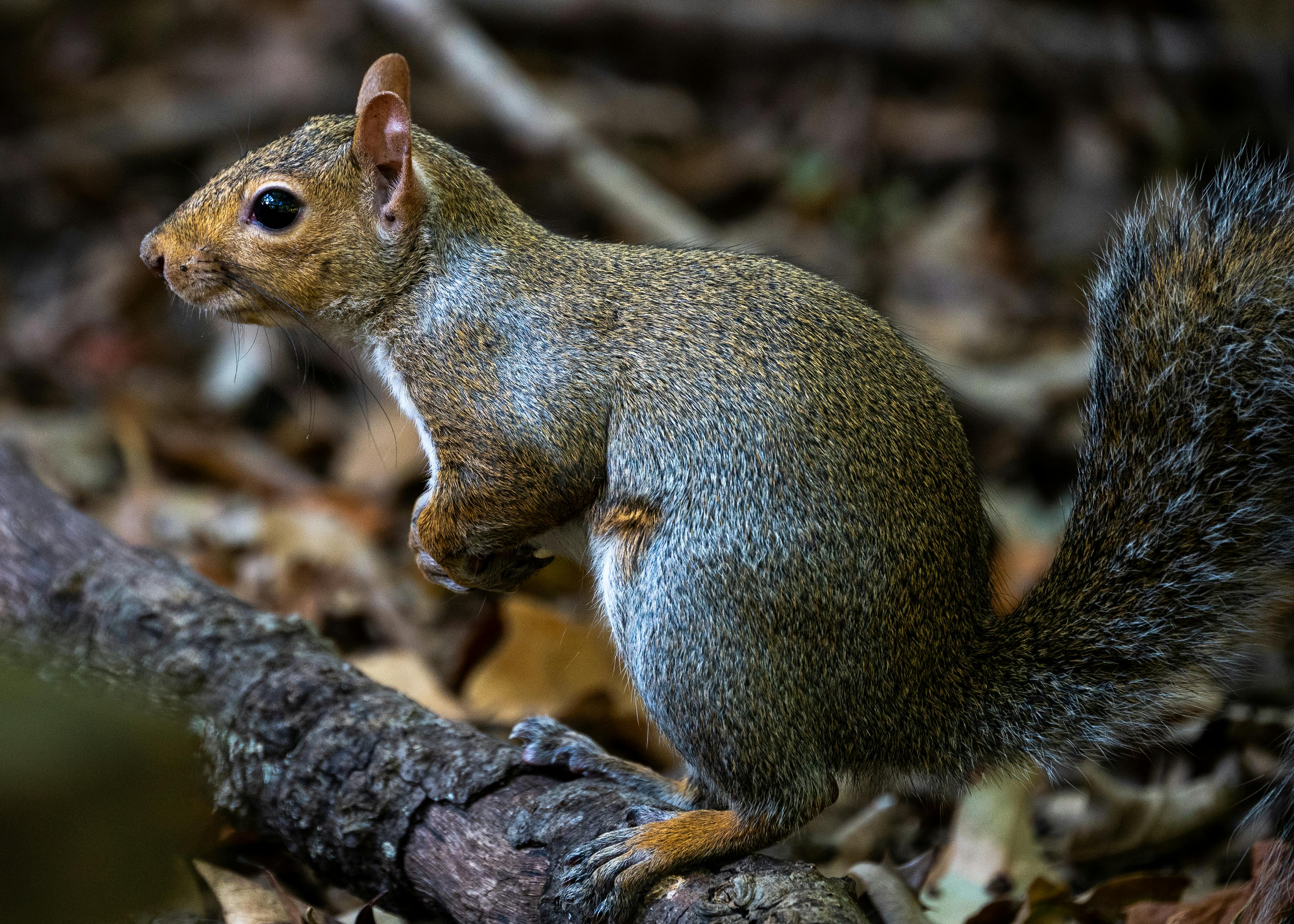 close up of eastern gray squirrel in natural habitat