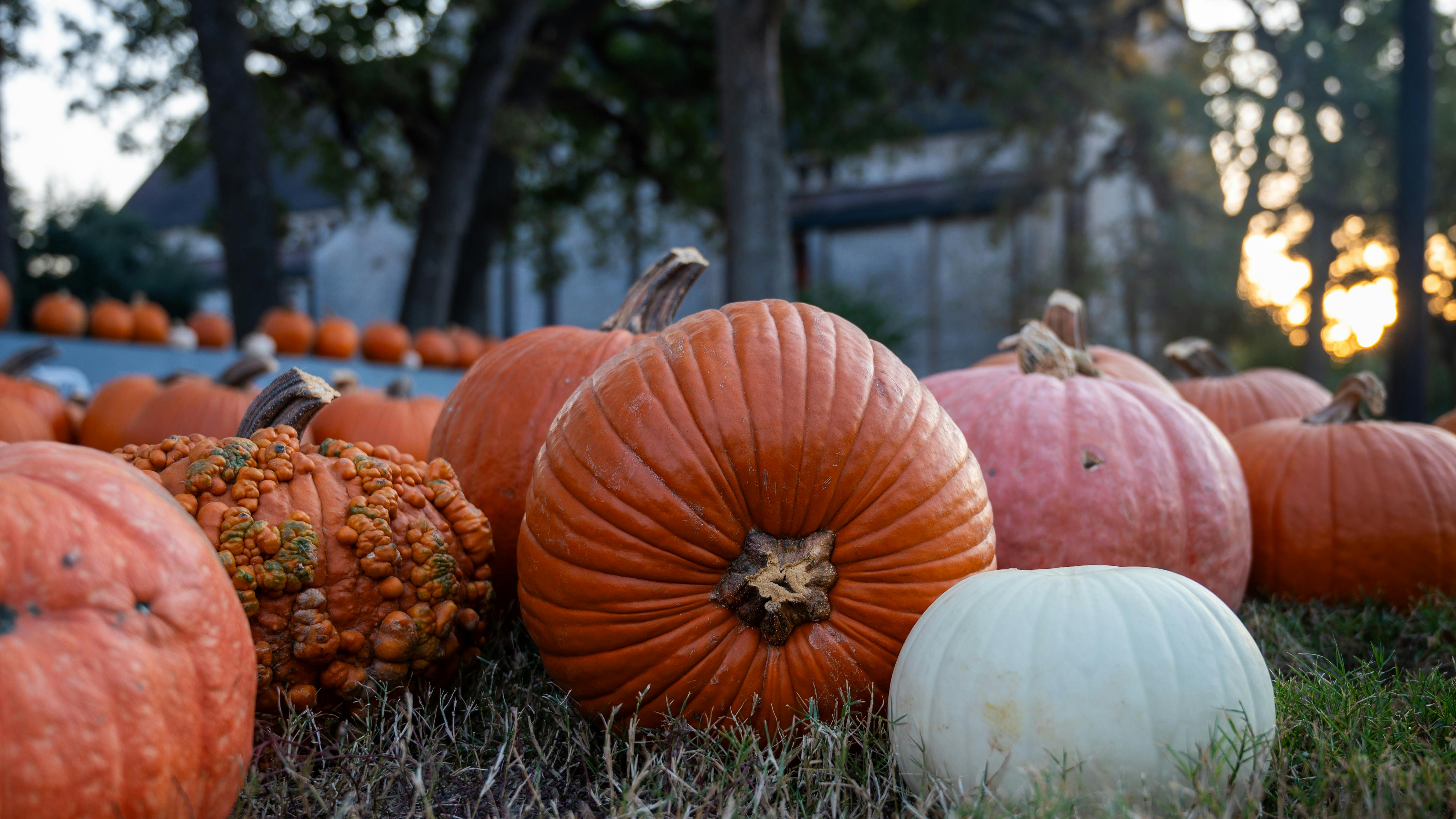 vibrant fall pumpkin patch at sunset